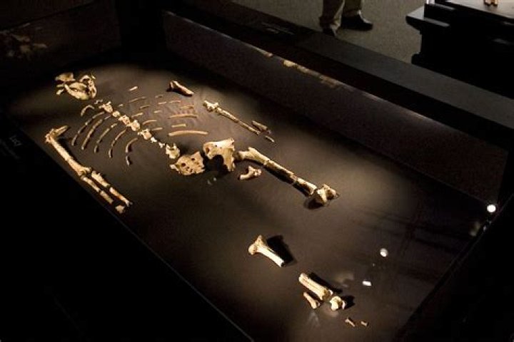 Unveiling The World Of Lucy DeVito: Discoveries And Insights Await